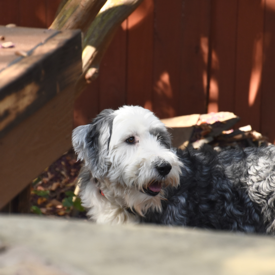 sheepadoodle mini black and white sheepadoodle mini